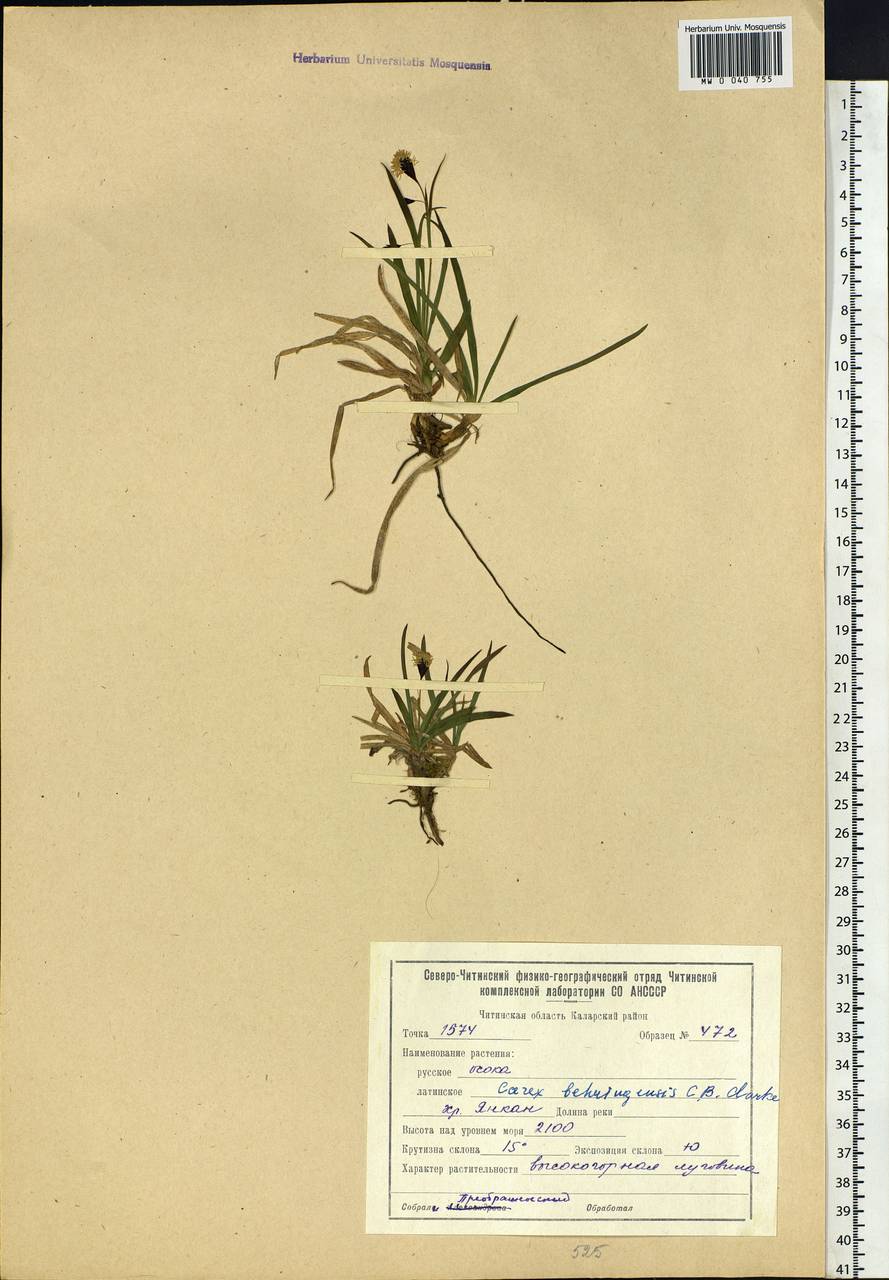 Carex podocarpa R.Br., Siberia, Baikal & Transbaikal region (S4) (Russia)