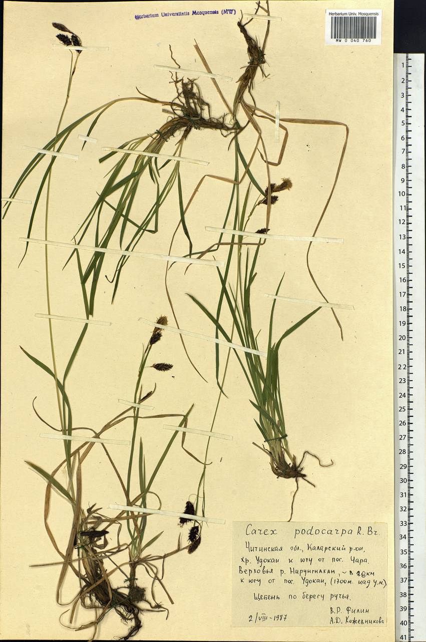 Carex podocarpa R.Br., Siberia, Baikal & Transbaikal region (S4) (Russia)
