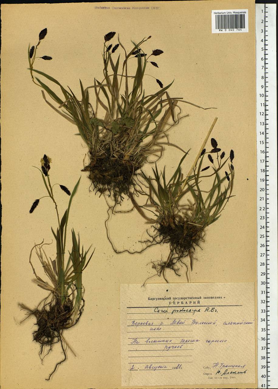 Carex podocarpa R.Br., Siberia, Baikal & Transbaikal region (S4) (Russia)