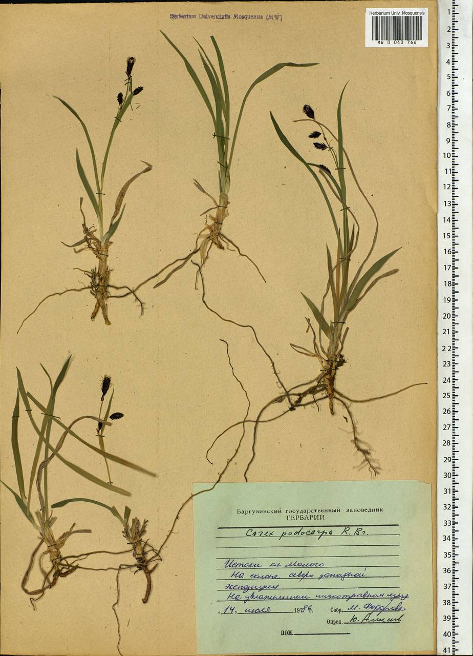 Carex podocarpa R.Br., Siberia, Baikal & Transbaikal region (S4) (Russia)