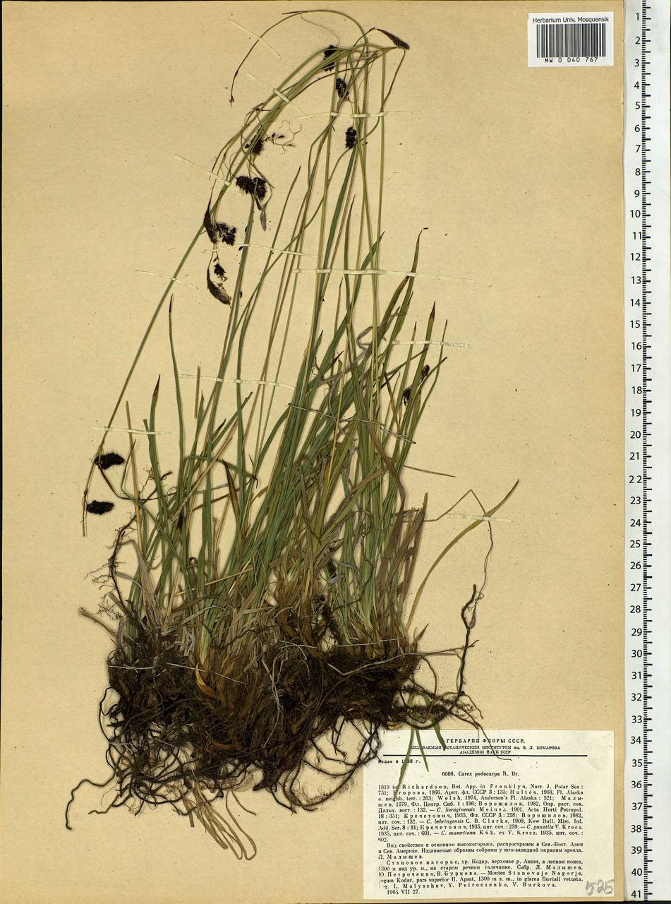 Carex podocarpa R.Br., Siberia, Baikal & Transbaikal region (S4) (Russia)
