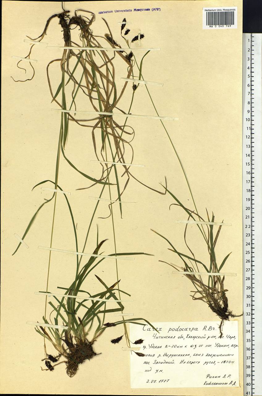 Carex podocarpa R.Br., Siberia, Baikal & Transbaikal region (S4) (Russia)