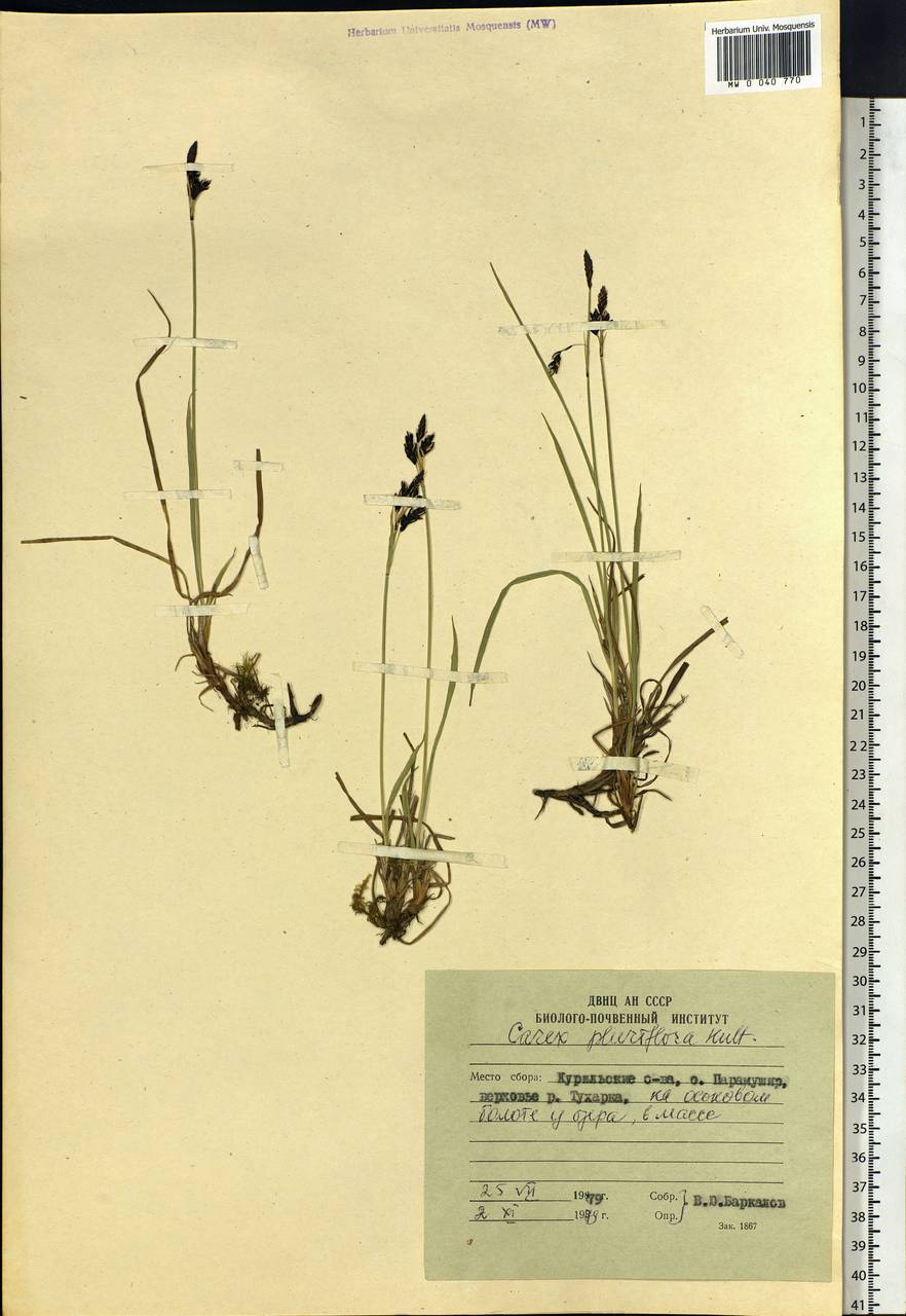 Carex pluriflora Hultén, Siberia, Russian Far East (S6) (Russia)
