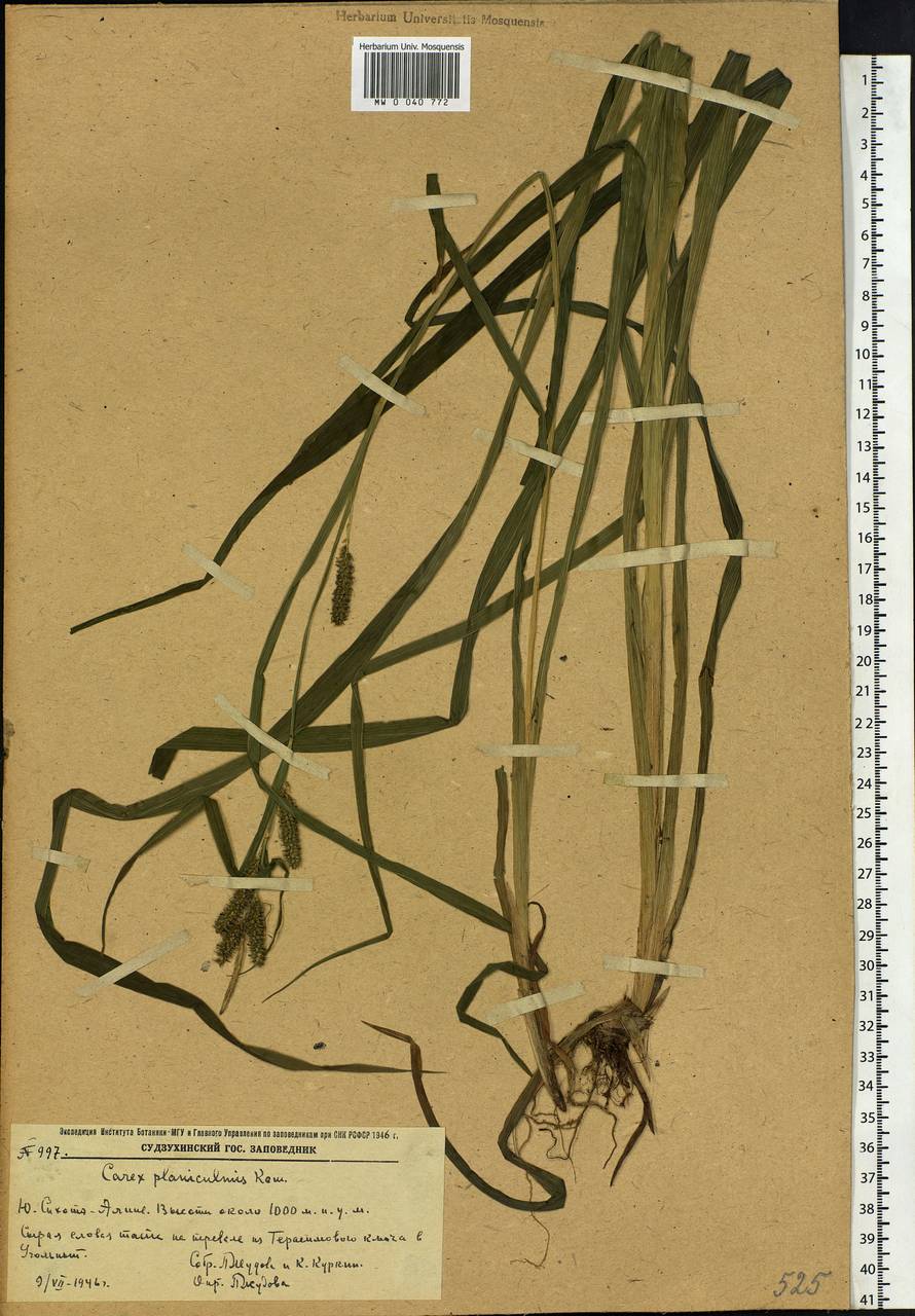Carex planiculmis Kom., Siberia, Russian Far East (S6) (Russia)