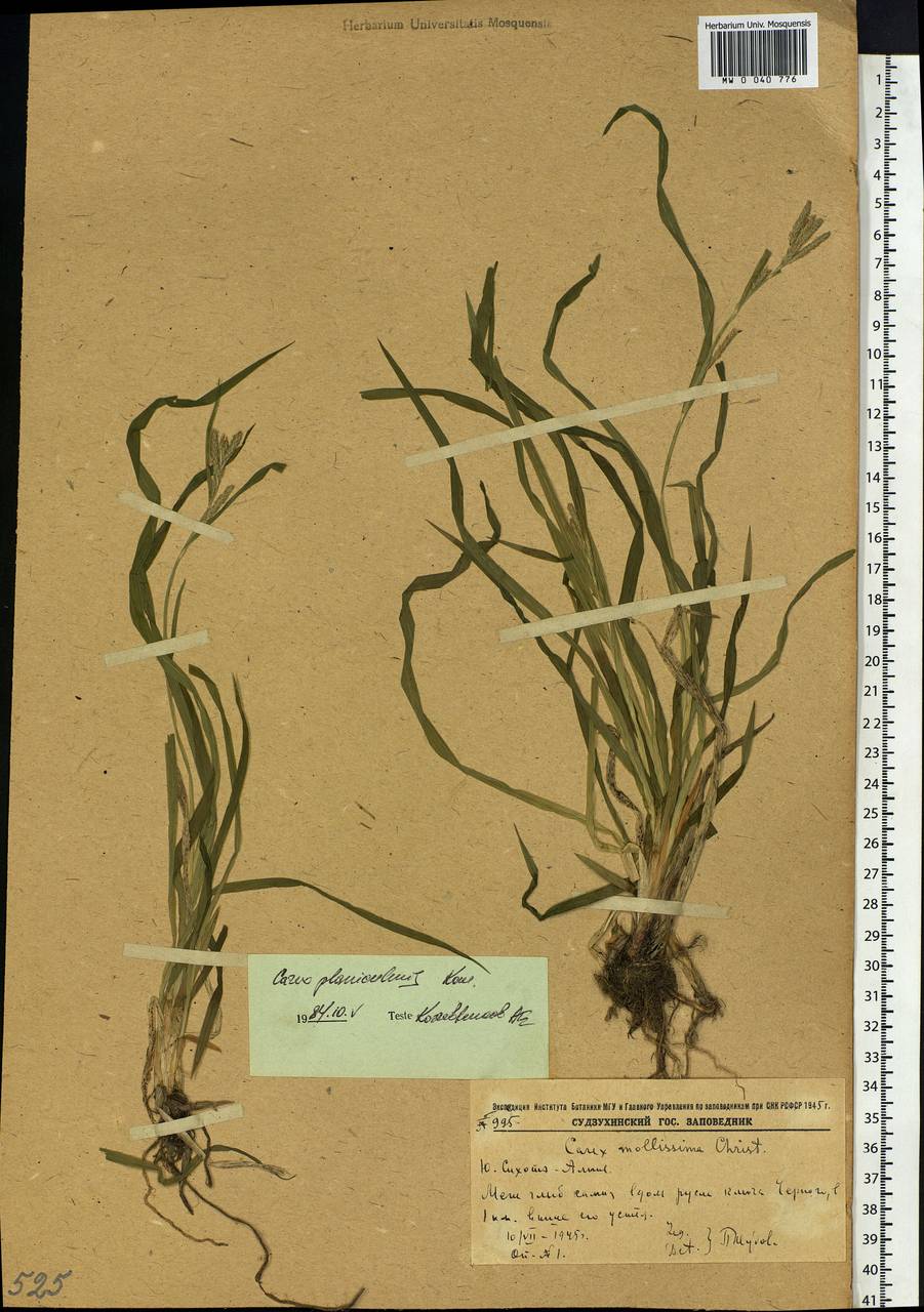 Carex planiculmis Kom., Siberia, Russian Far East (S6) (Russia)