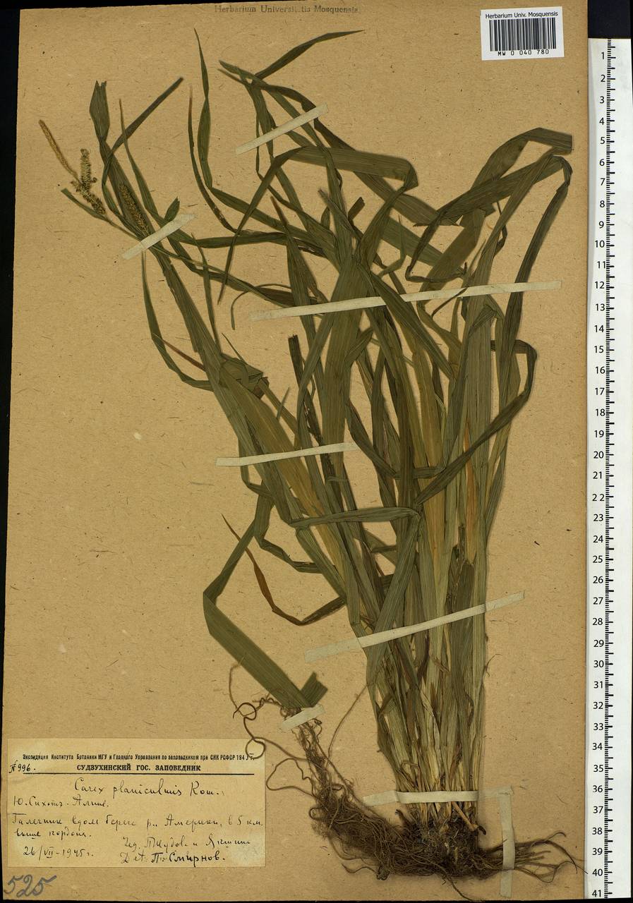 Carex planiculmis Kom., Siberia, Russian Far East (S6) (Russia)