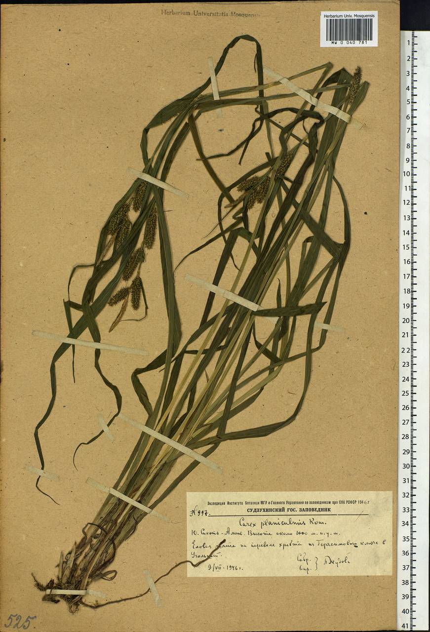Carex planiculmis Kom., Siberia, Russian Far East (S6) (Russia)