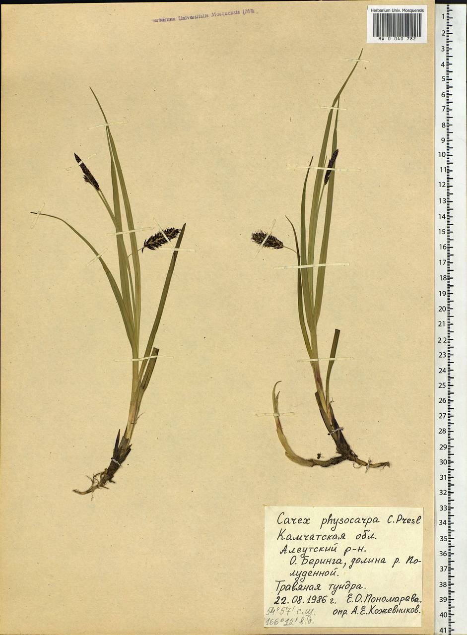 Carex saxatilis L., Siberia, Chukotka & Kamchatka (S7) (Russia)