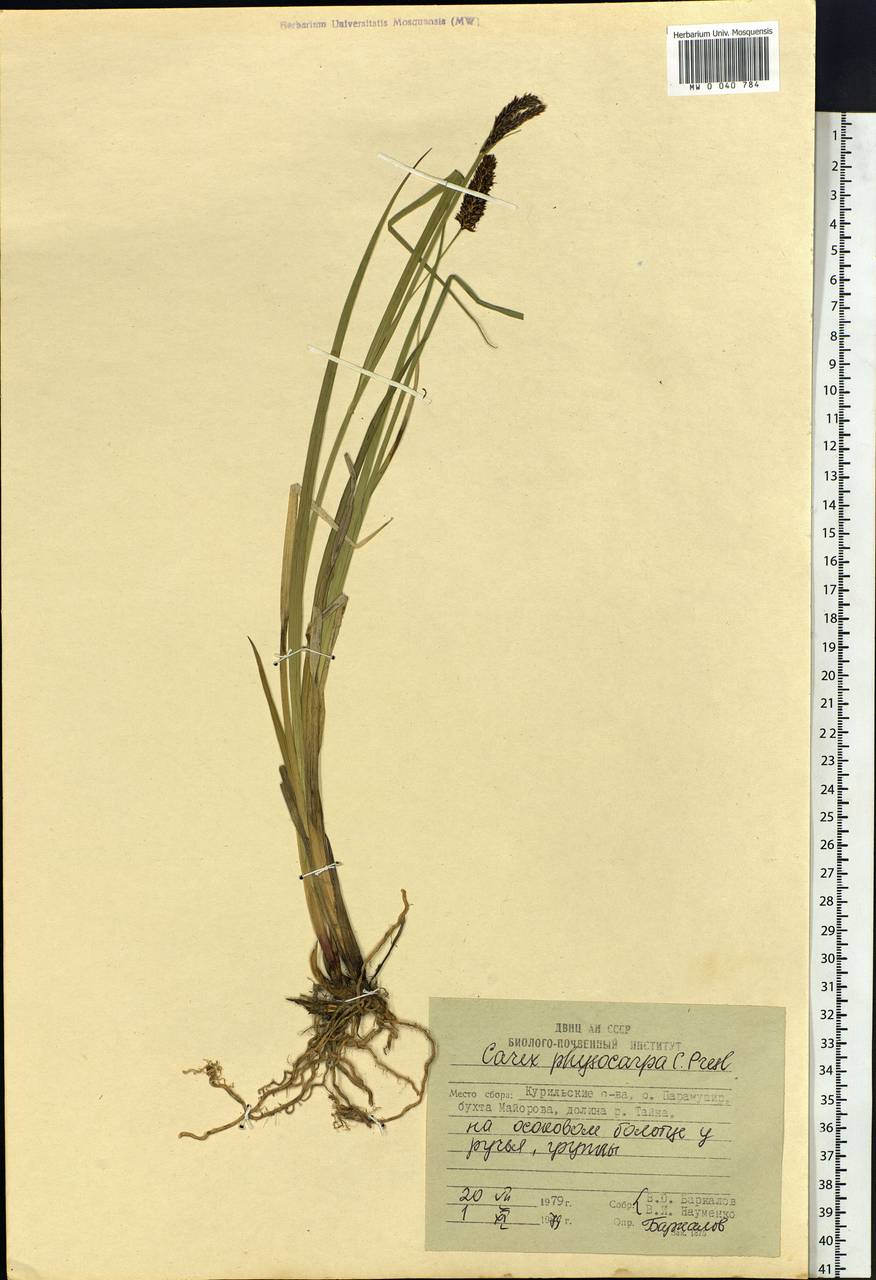 Carex saxatilis L., Siberia, Russian Far East (S6) (Russia)