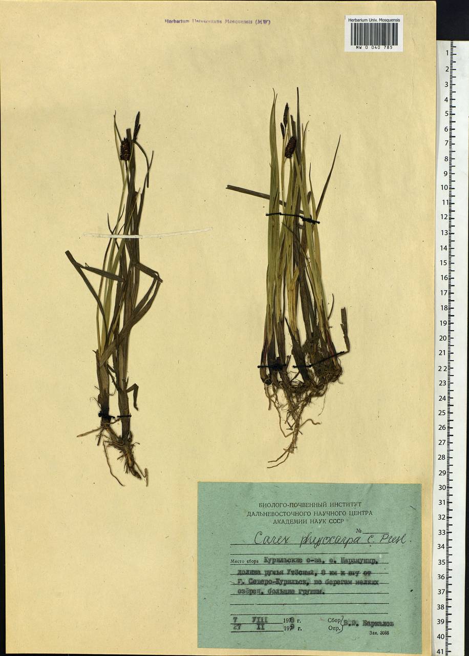 Carex saxatilis L., Siberia, Russian Far East (S6) (Russia)