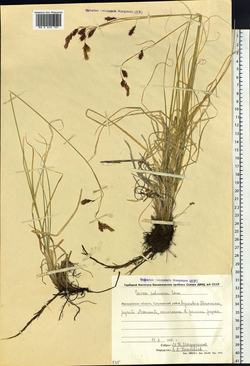 Carex petricosa Dewey, Siberia, Chukotka & Kamchatka (S7) (Russia)