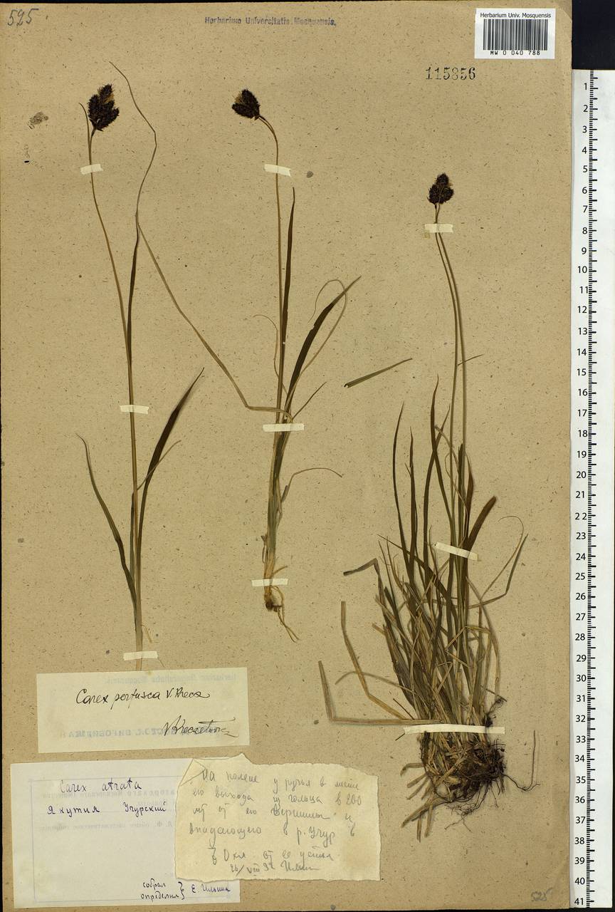 Carex caucasica subsp. caucasica, Siberia, Yakutia (S5) (Russia)