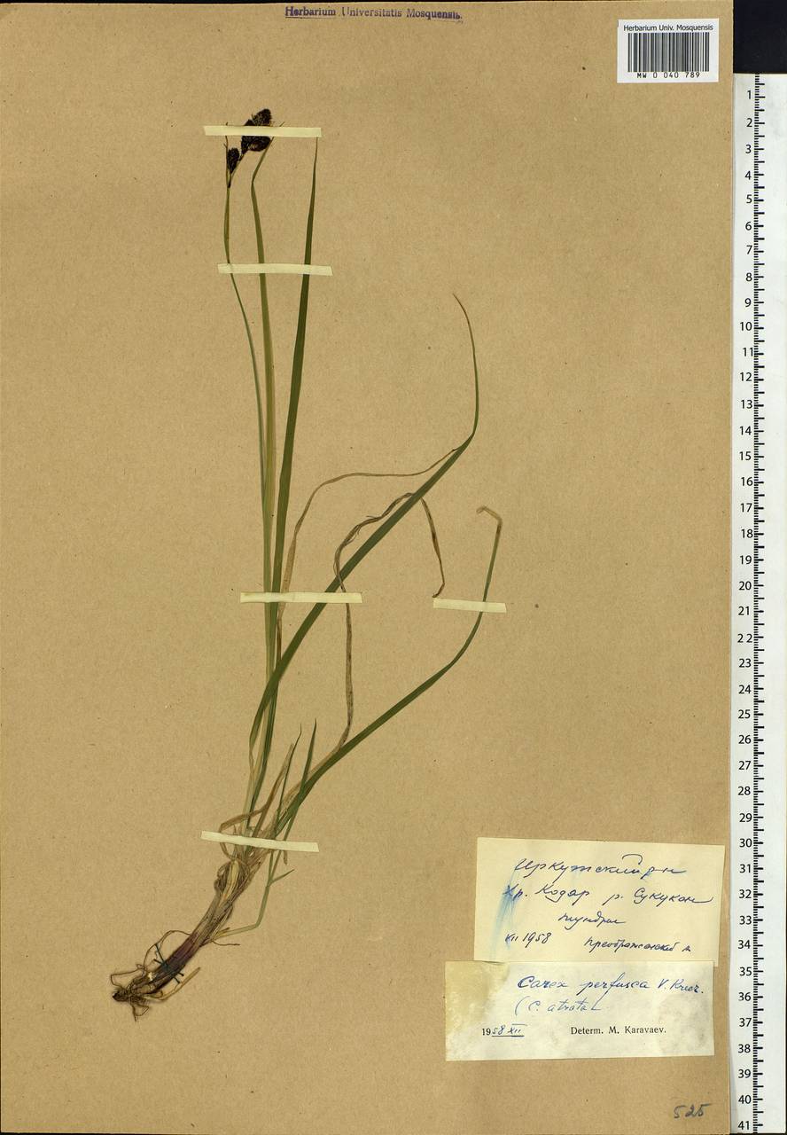 Carex caucasica subsp. caucasica, Siberia, Baikal & Transbaikal region (S4) (Russia)