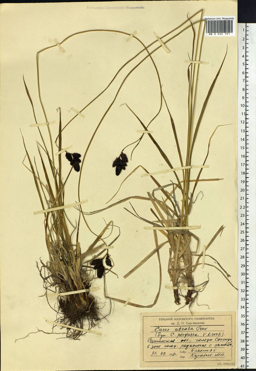 Carex aterrima subsp. aterrima, Siberia, Baikal & Transbaikal region (S4) (Russia)