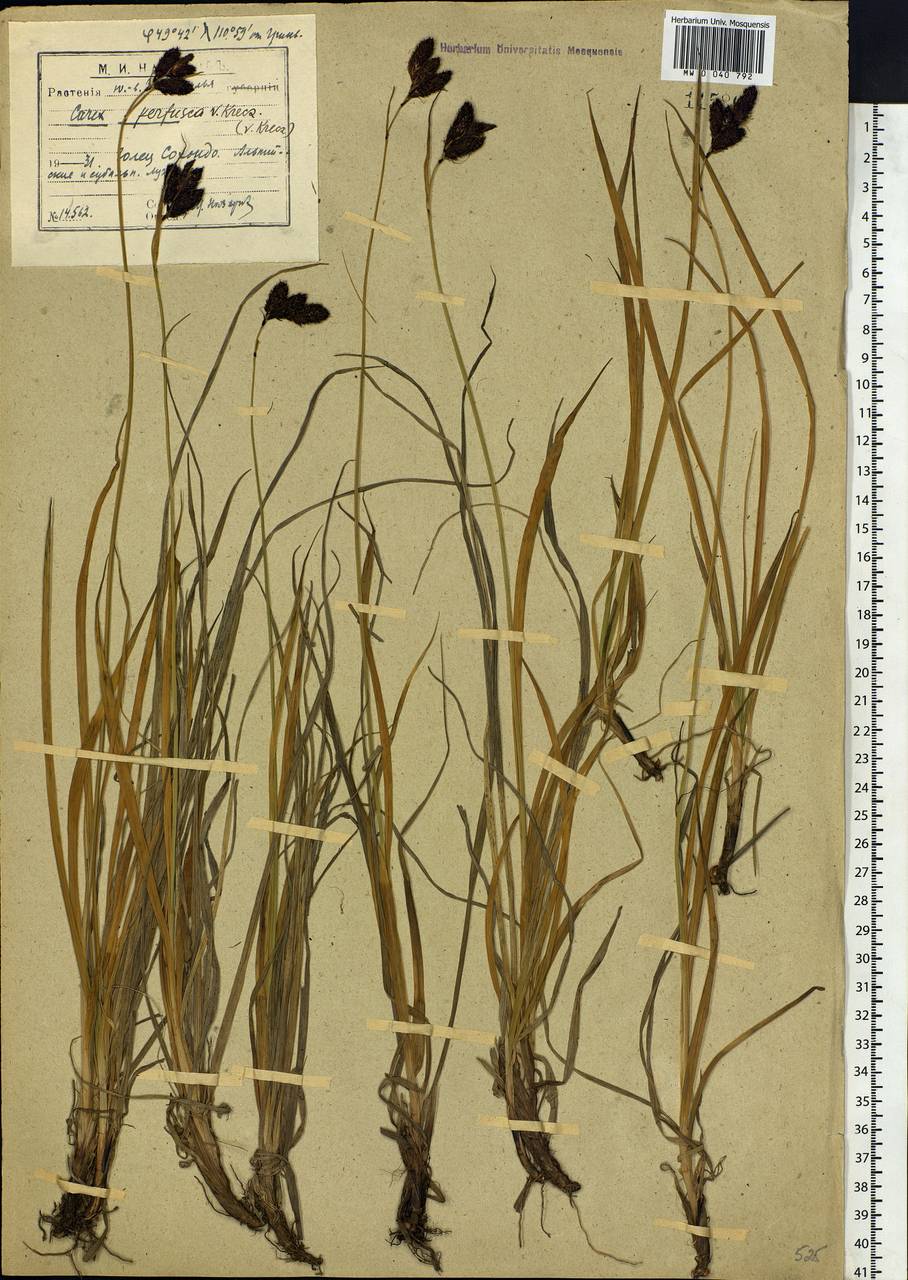 Carex aterrima subsp. aterrima, Siberia, Baikal & Transbaikal region (S4) (Russia)