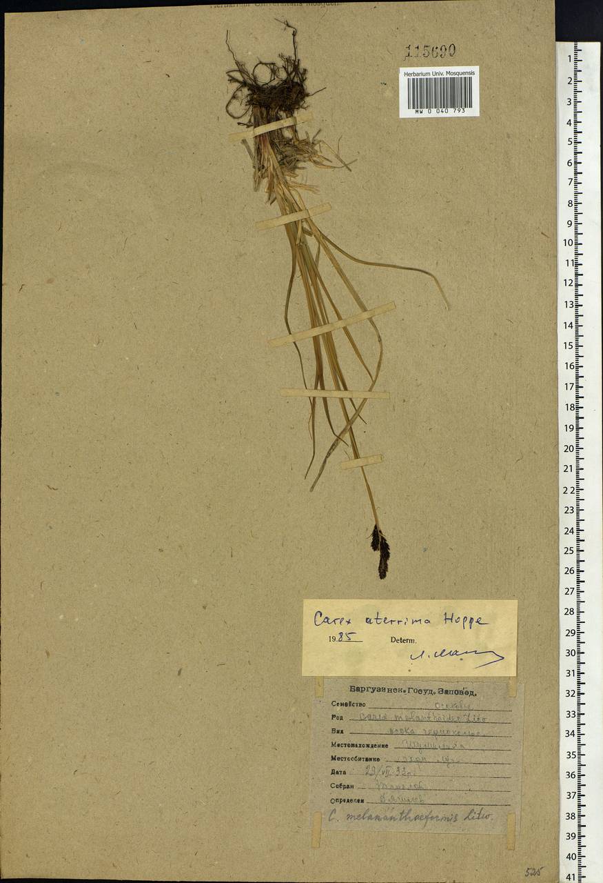 Carex aterrima subsp. aterrima, Siberia, Baikal & Transbaikal region (S4) (Russia)