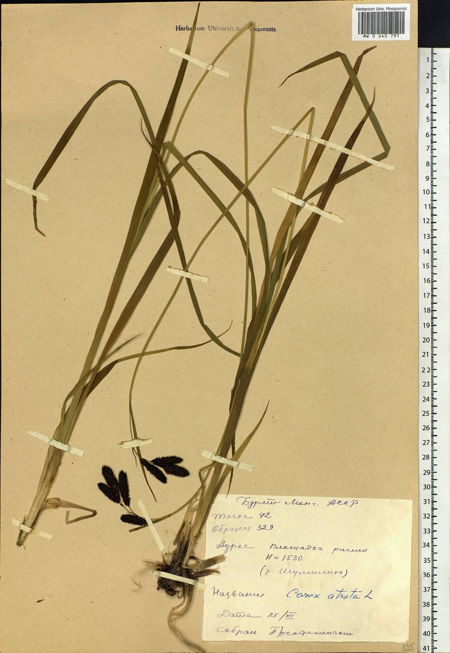 Carex caucasica subsp. caucasica, Siberia, Baikal & Transbaikal region (S4) (Russia)
