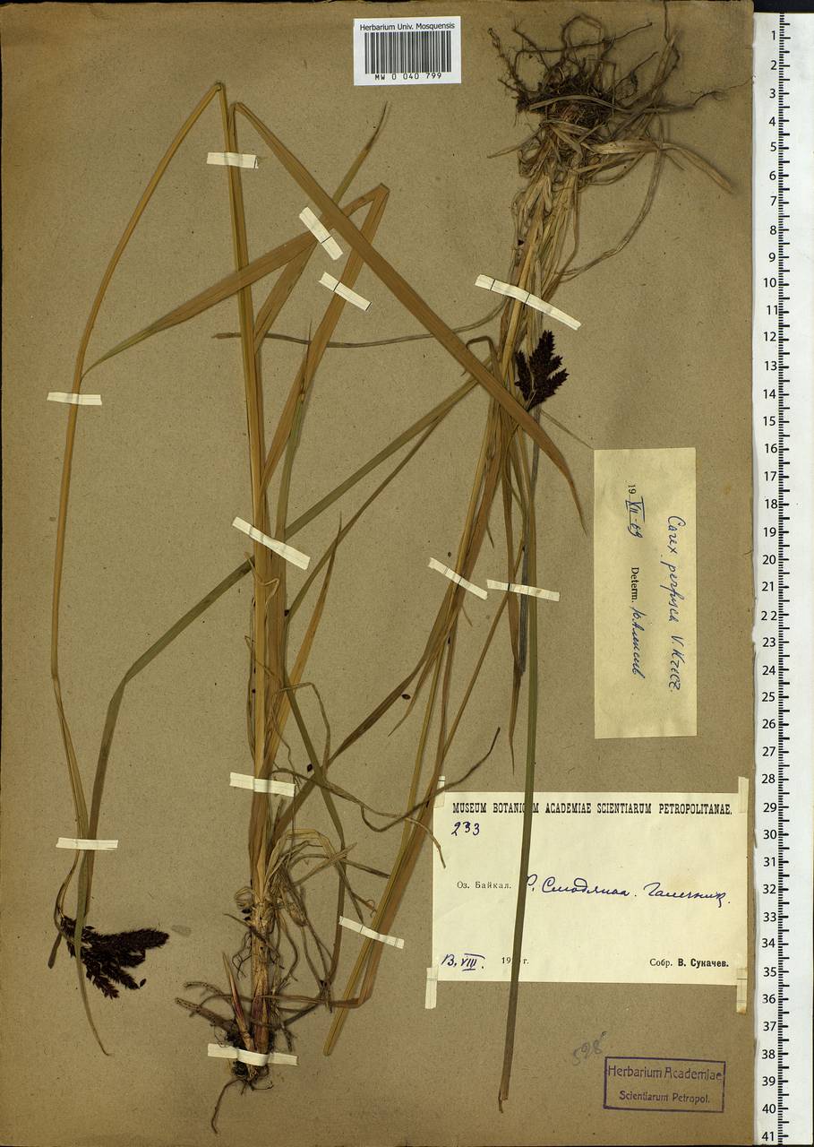 Carex caucasica subsp. caucasica, Siberia, Baikal & Transbaikal region (S4) (Russia)