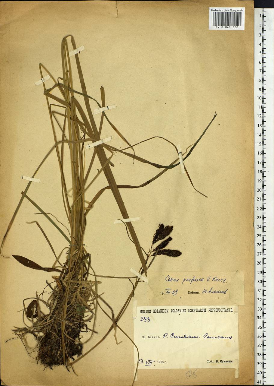 Carex caucasica subsp. caucasica, Siberia, Baikal & Transbaikal region (S4) (Russia)