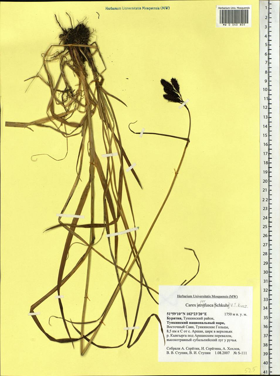 Carex aterrima subsp. aterrima, Siberia, Baikal & Transbaikal region (S4) (Russia)