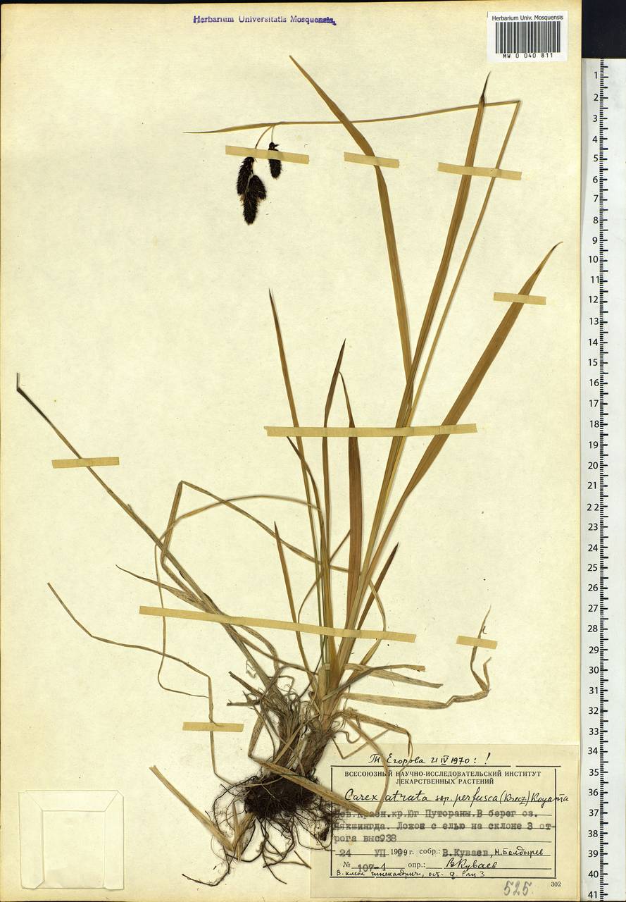 Carex caucasica subsp. caucasica, Siberia, Central Siberia (S3) (Russia)