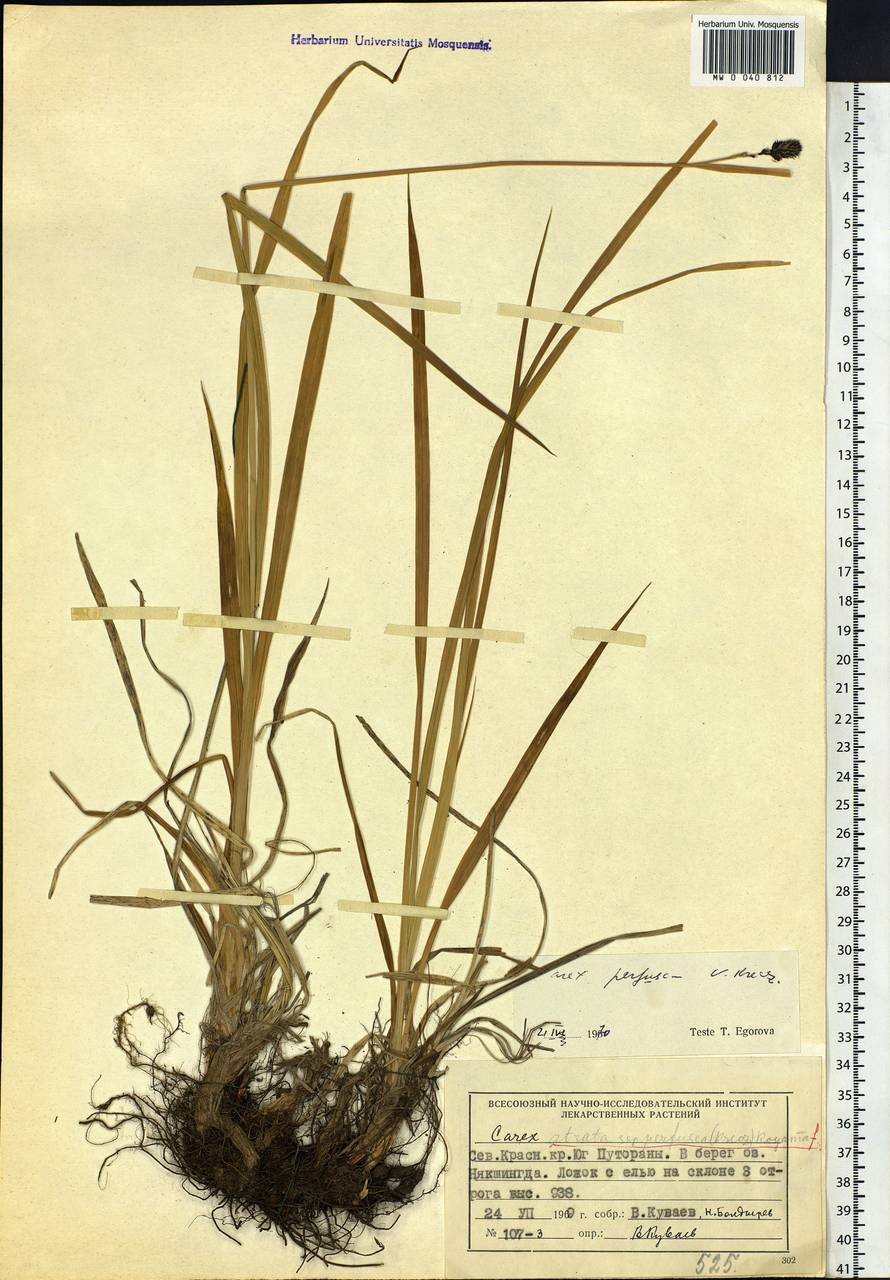 Carex caucasica subsp. caucasica, Siberia, Central Siberia (S3) (Russia)