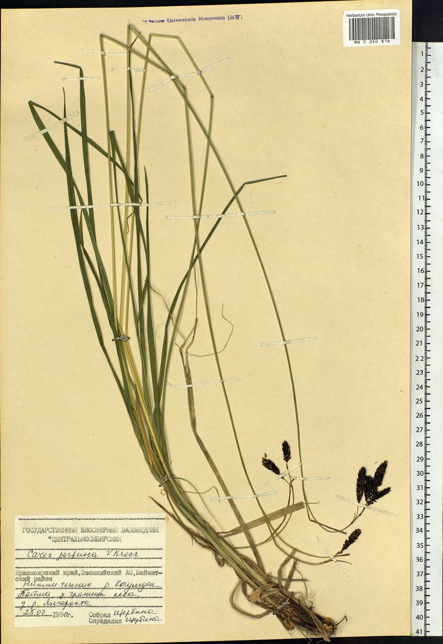 Carex aterrima subsp. aterrima, Siberia, Central Siberia (S3) (Russia)