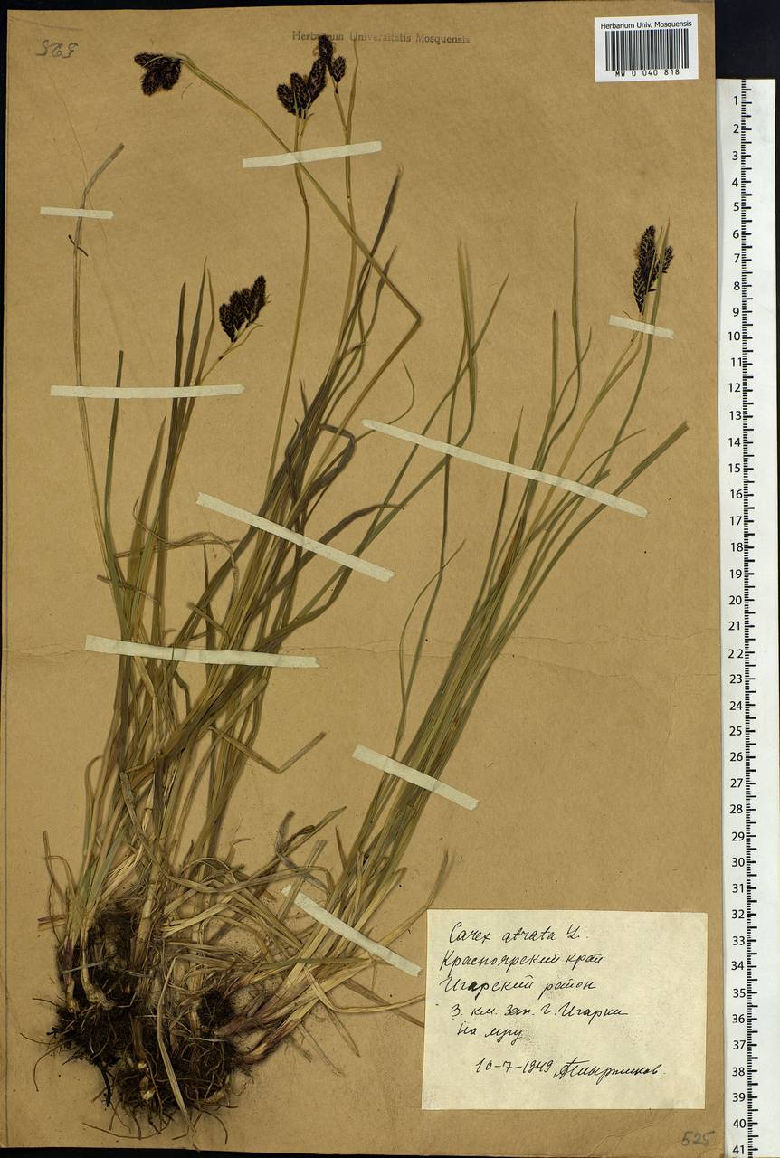 Carex aterrima subsp. aterrima, Siberia, Central Siberia (S3) (Russia)