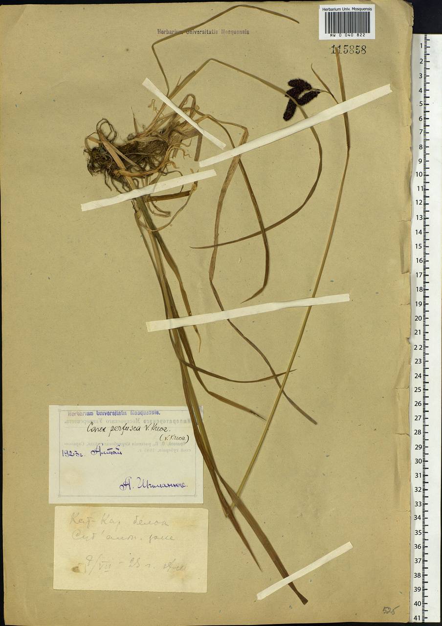 Carex aterrima subsp. aterrima, Siberia, Western (Kazakhstan) Altai Mountains (S2a) (Kazakhstan)