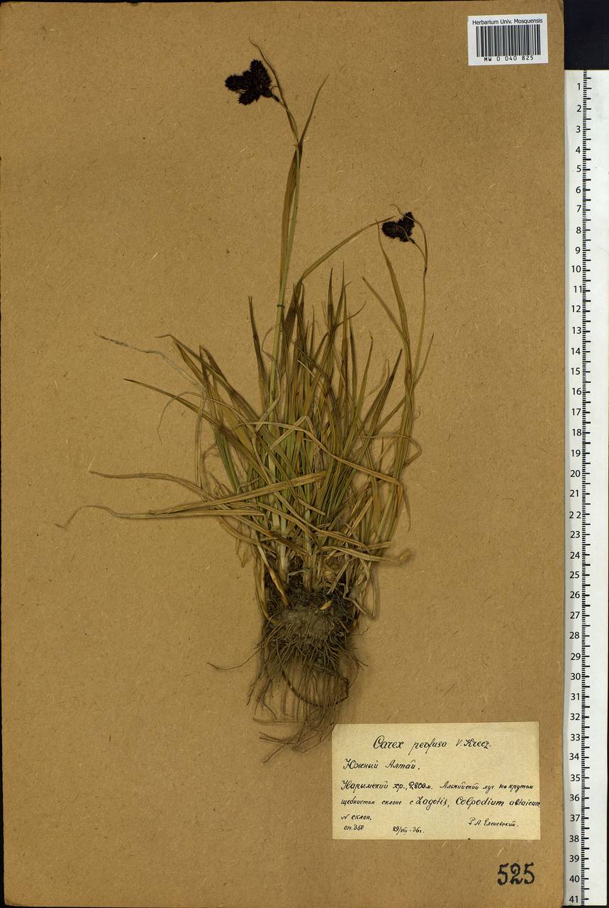 Carex caucasica subsp. caucasica, Siberia, Western (Kazakhstan) Altai Mountains (S2a) (Kazakhstan)