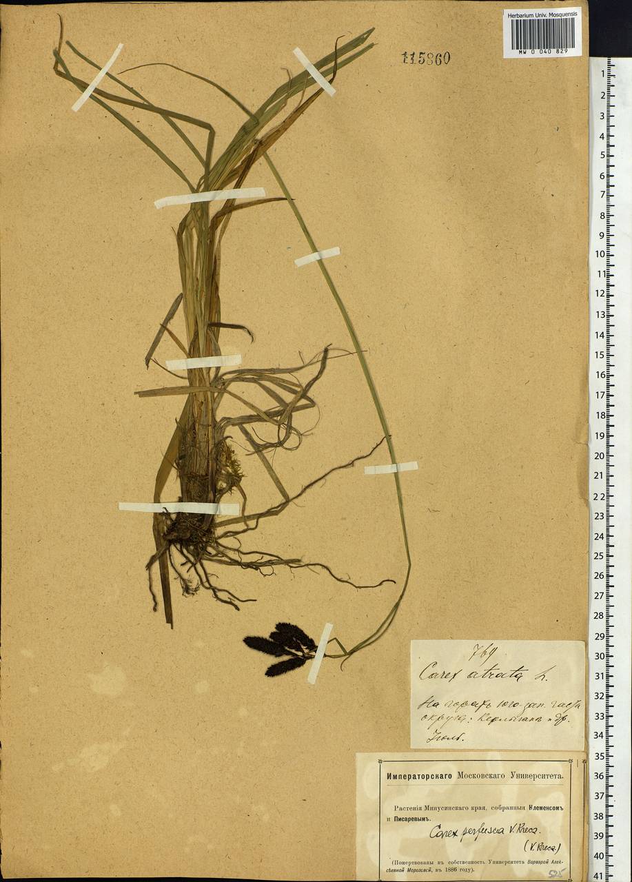 Carex aterrima subsp. aterrima, Siberia, Altai & Sayany Mountains (S2) (Russia)