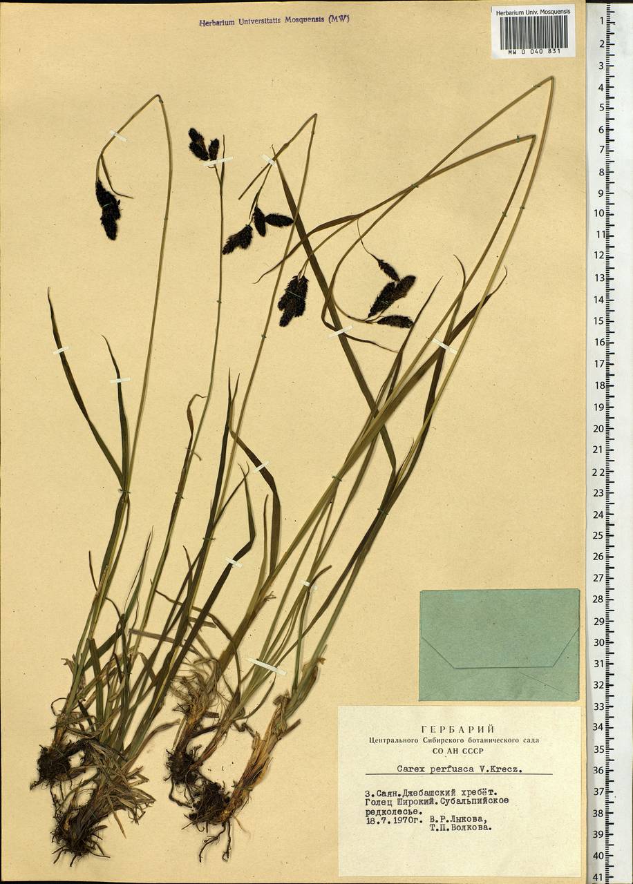 Carex aterrima subsp. aterrima, Siberia, Altai & Sayany Mountains (S2) (Russia)