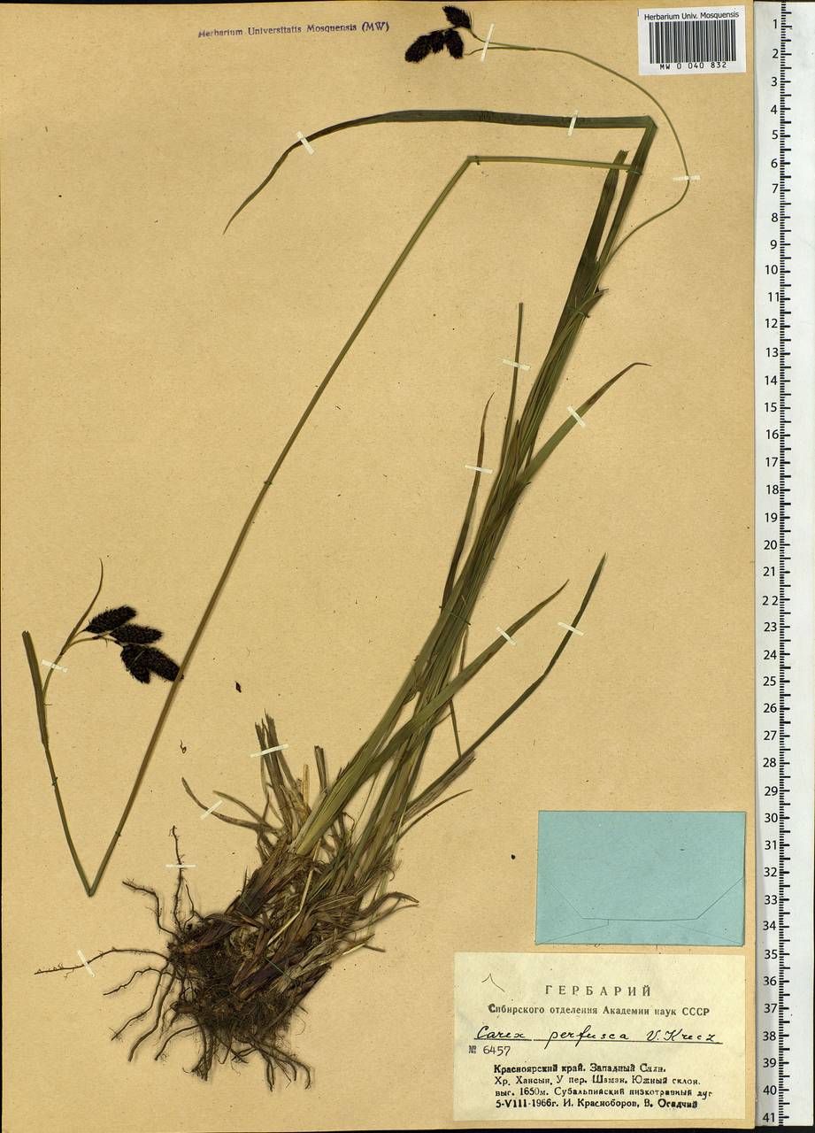 Carex aterrima subsp. aterrima, Siberia, Altai & Sayany Mountains (S2) (Russia)