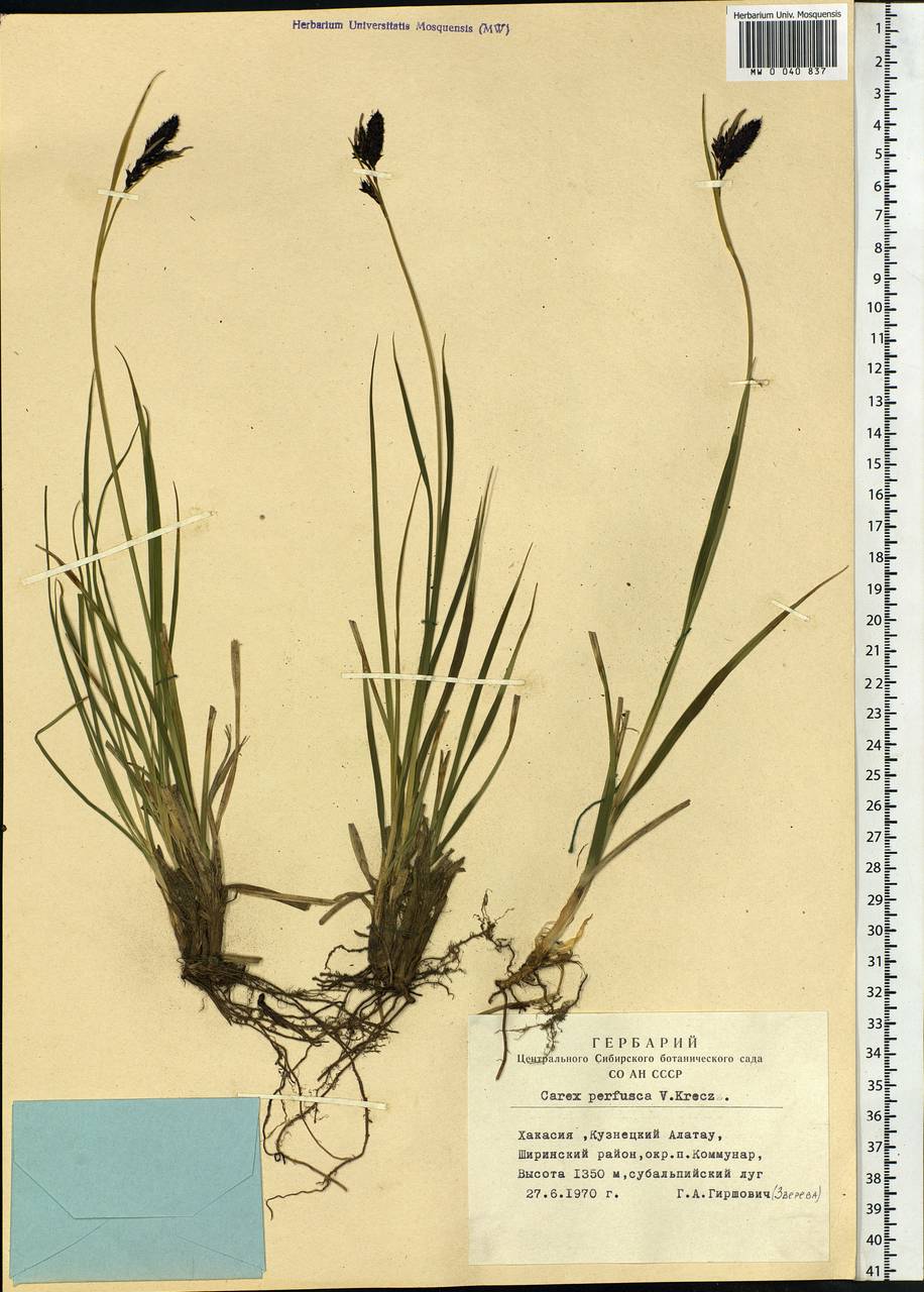 Carex aterrima subsp. aterrima, Siberia, Altai & Sayany Mountains (S2) (Russia)