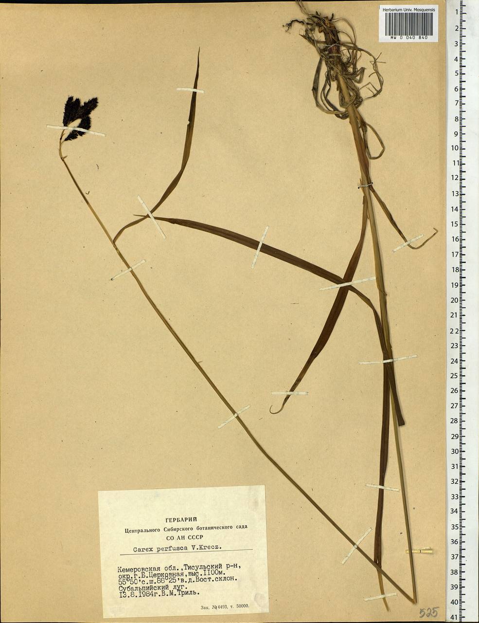 Carex aterrima subsp. aterrima, Siberia, Altai & Sayany Mountains (S2) (Russia)
