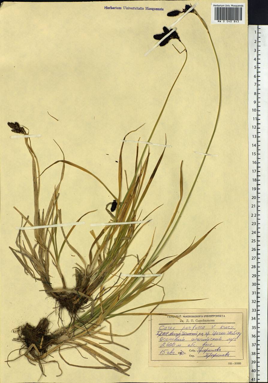 Carex aterrima subsp. aterrima, Siberia, Altai & Sayany Mountains (S2) (Russia)