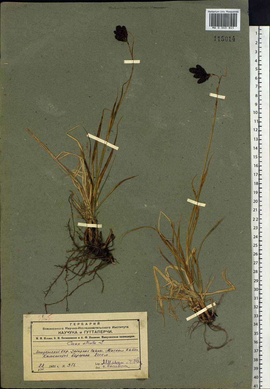 Carex aterrima subsp. aterrima, Siberia, Altai & Sayany Mountains (S2) (Russia)