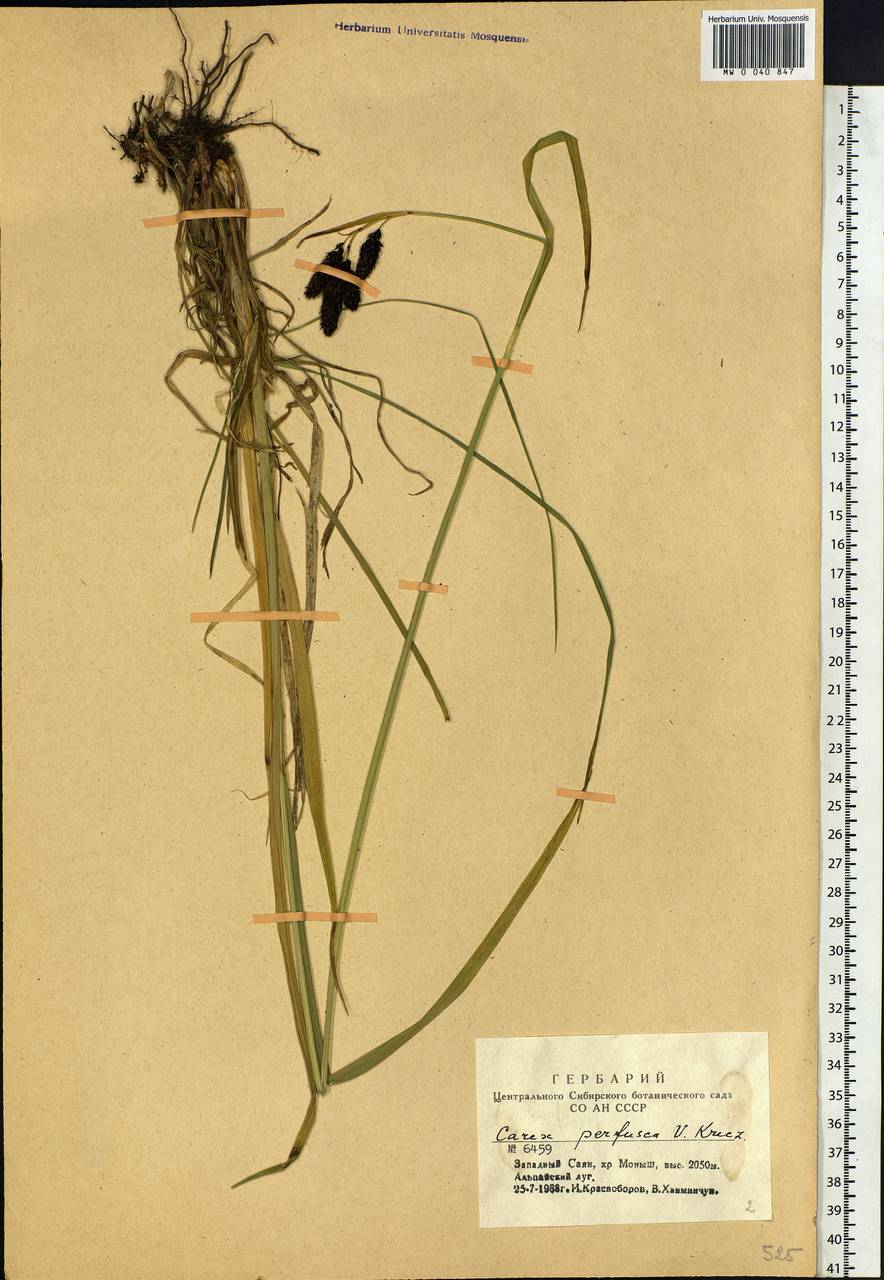 Carex caucasica subsp. caucasica, Siberia, Altai & Sayany Mountains (S2) (Russia)
