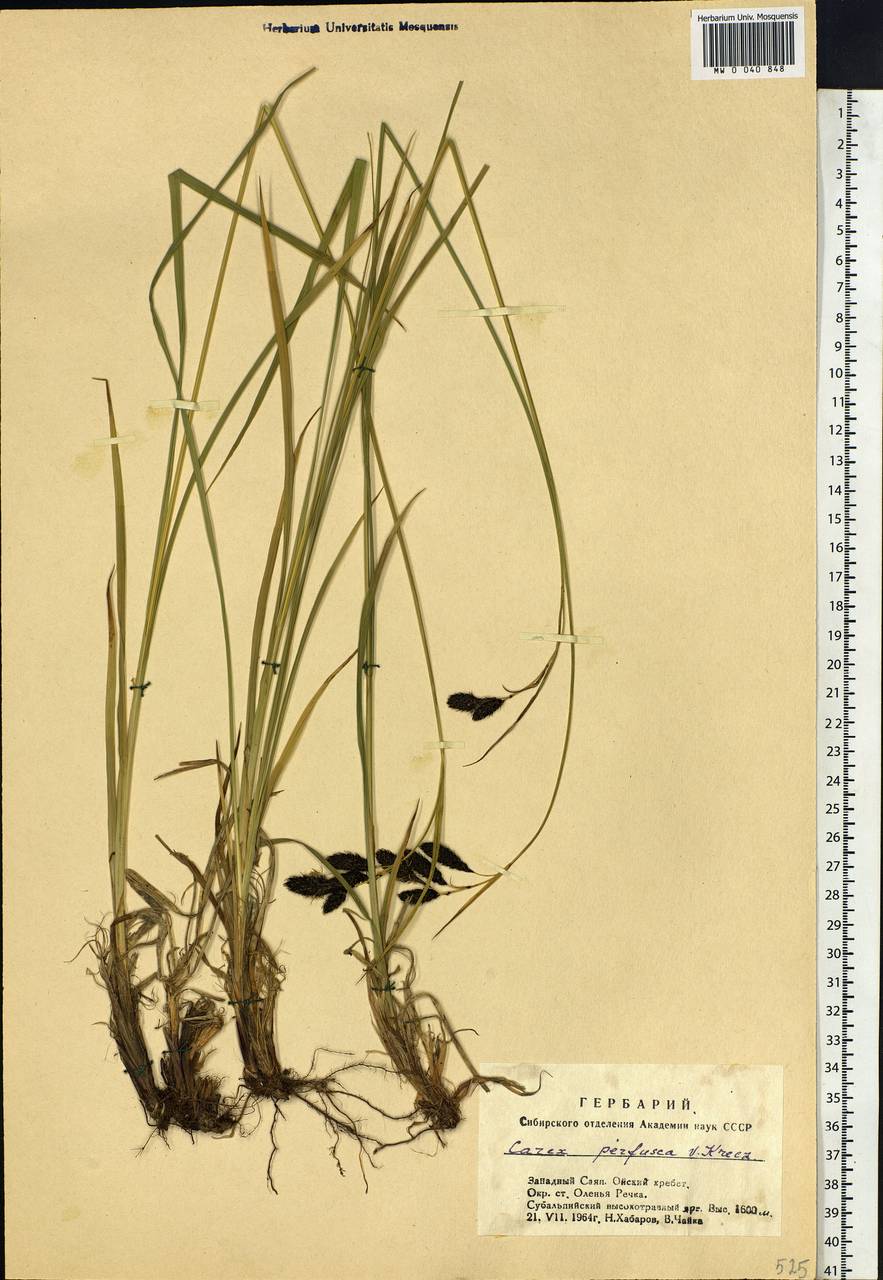 Carex caucasica subsp. caucasica, Siberia, Altai & Sayany Mountains (S2) (Russia)