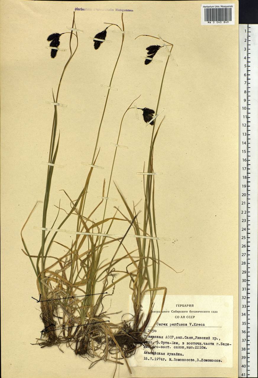 Carex aterrima subsp. aterrima, Siberia, Altai & Sayany Mountains (S2) (Russia)