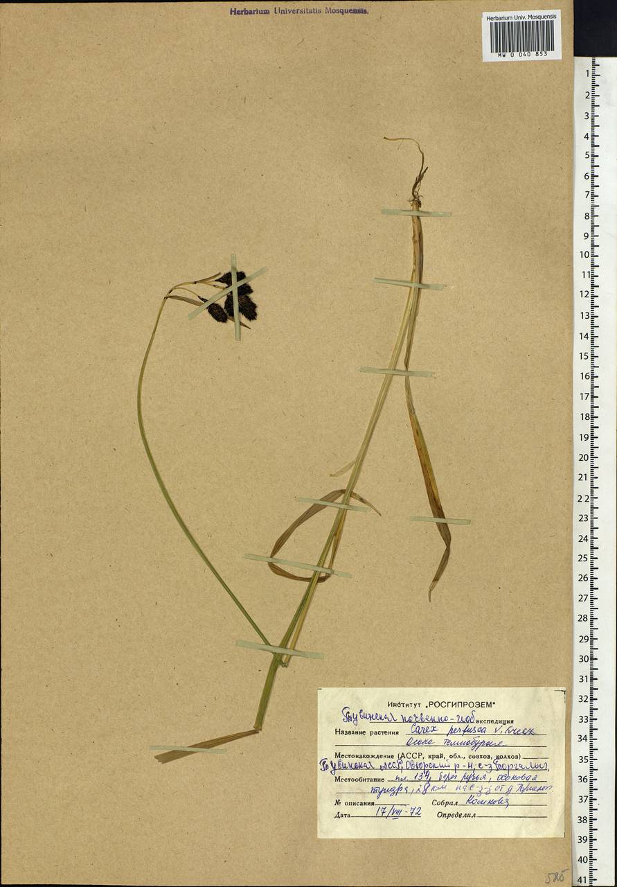 Carex aterrima subsp. aterrima, Siberia, Altai & Sayany Mountains (S2) (Russia)