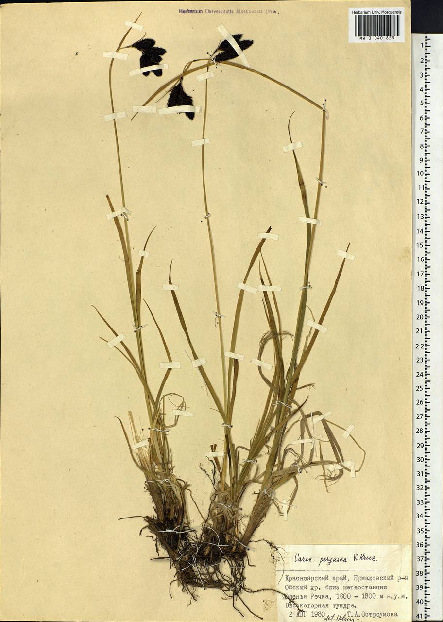 Carex aterrima subsp. aterrima, Siberia, Altai & Sayany Mountains (S2) (Russia)
