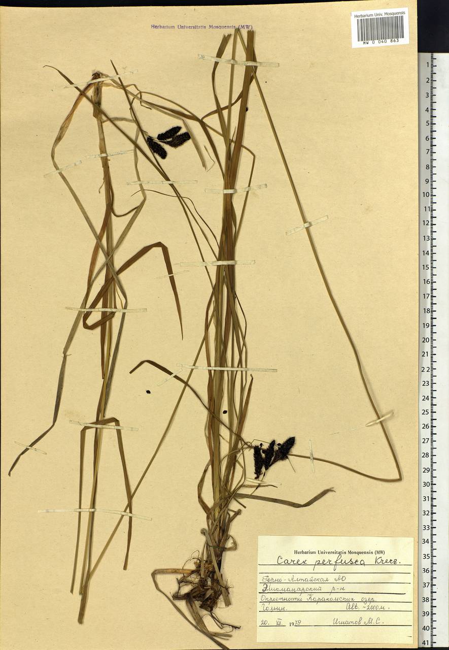 Carex caucasica subsp. caucasica, Siberia, Altai & Sayany Mountains (S2) (Russia)