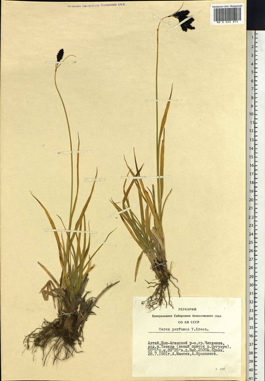 Carex aterrima subsp. aterrima, Siberia, Altai & Sayany Mountains (S2) (Russia)