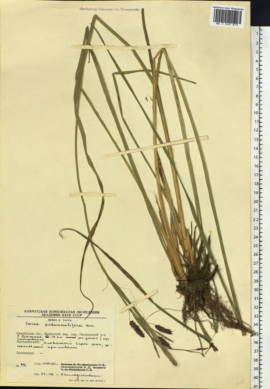 Carex lyngbyei Hornem., Siberia, Chukotka & Kamchatka (S7) (Russia)