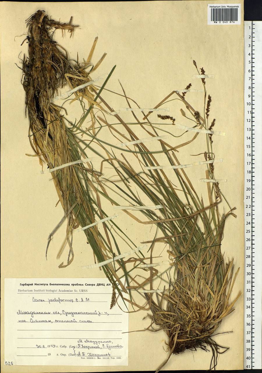 Carex pediformis C.A.Mey., Siberia, Chukotka & Kamchatka (S7) (Russia)