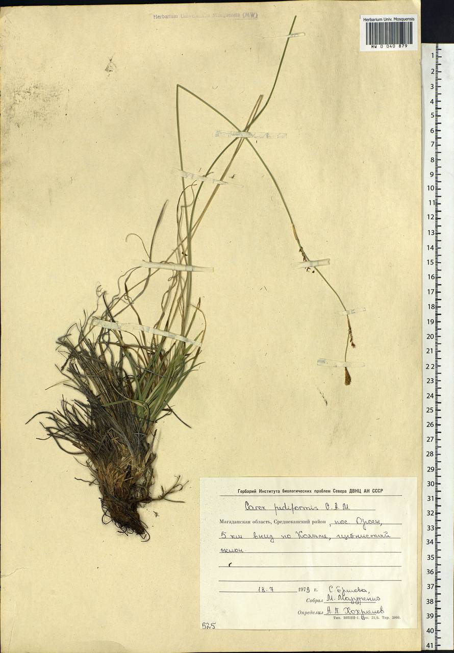 Carex pediformis C.A.Mey., Siberia, Chukotka & Kamchatka (S7) (Russia)