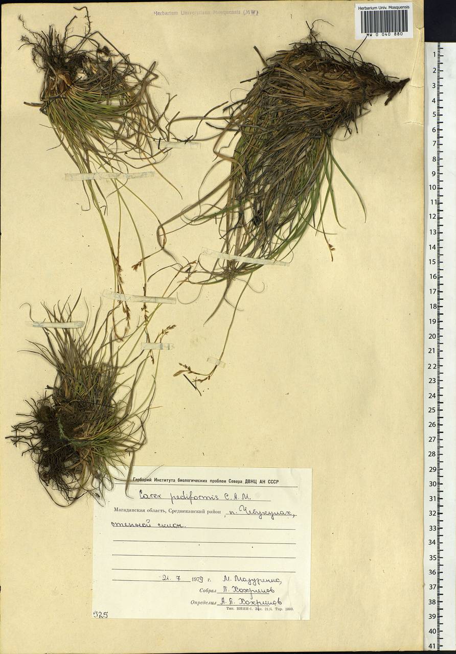 Carex pediformis C.A.Mey., Siberia, Chukotka & Kamchatka (S7) (Russia)
