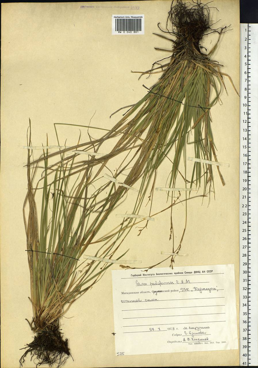 Carex pediformis C.A.Mey., Siberia, Chukotka & Kamchatka (S7) (Russia)
