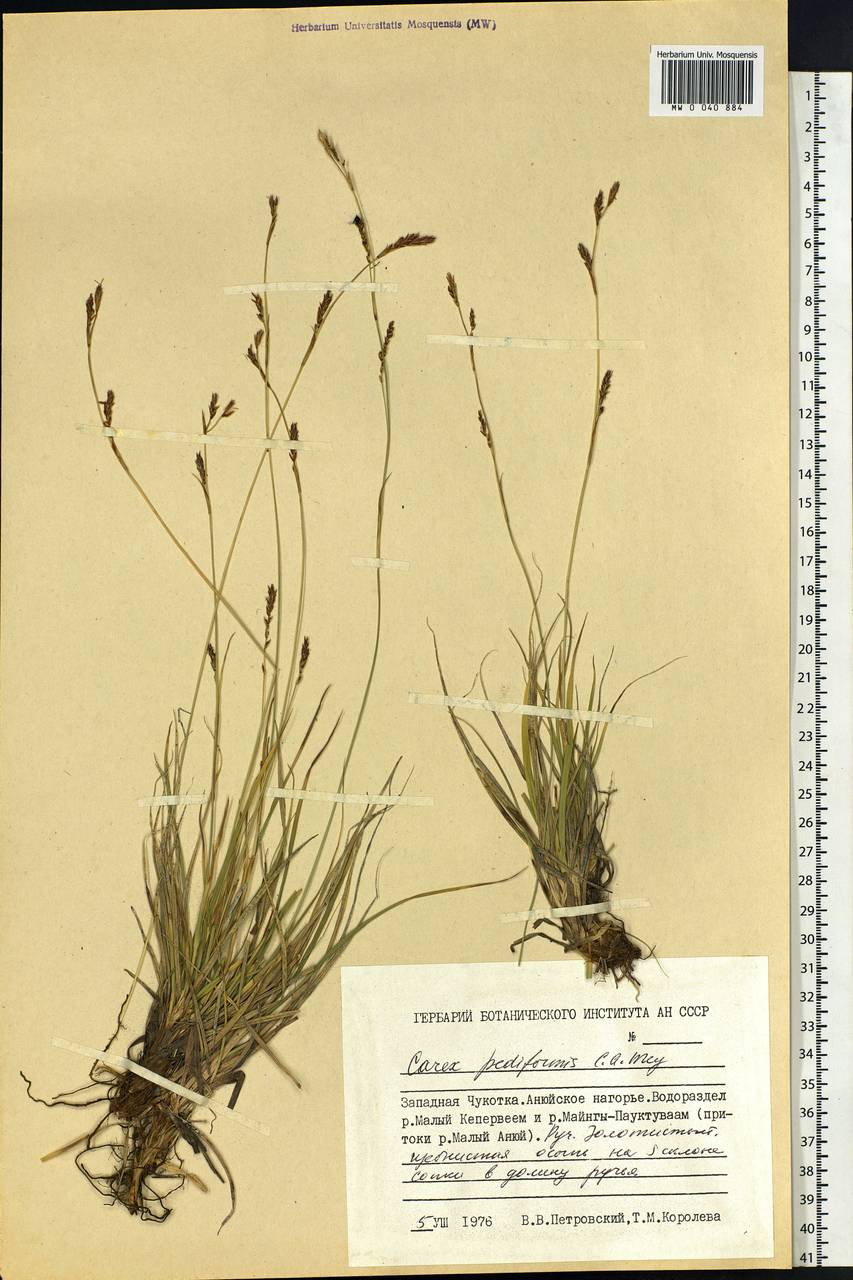 Carex pediformis C.A.Mey., Siberia, Chukotka & Kamchatka (S7) (Russia)